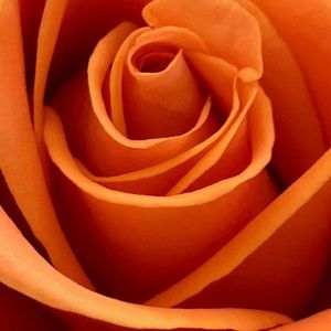 Meet your Posher, Rocio